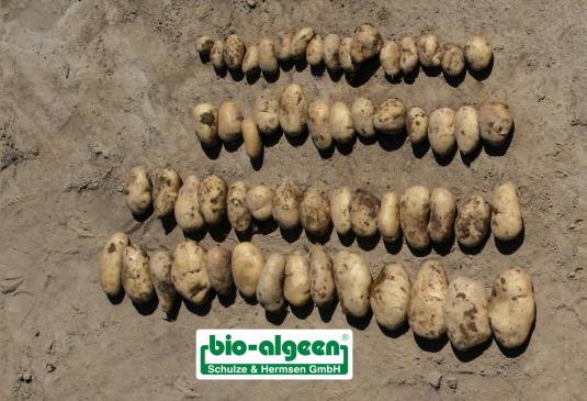 Check: Potatoes witout and with S92