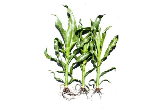 Check: Corn without and with S92