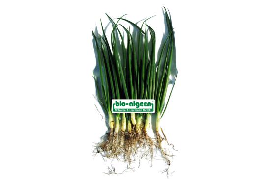 Vergleich: Zwiebeln ohne und mit »bio-algeen«